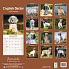 English Setter Calendar